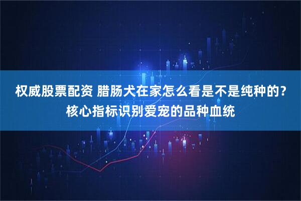 权威股票配资 腊肠犬在家怎么看是不是纯种的？核心指标识别爱宠的品种血统